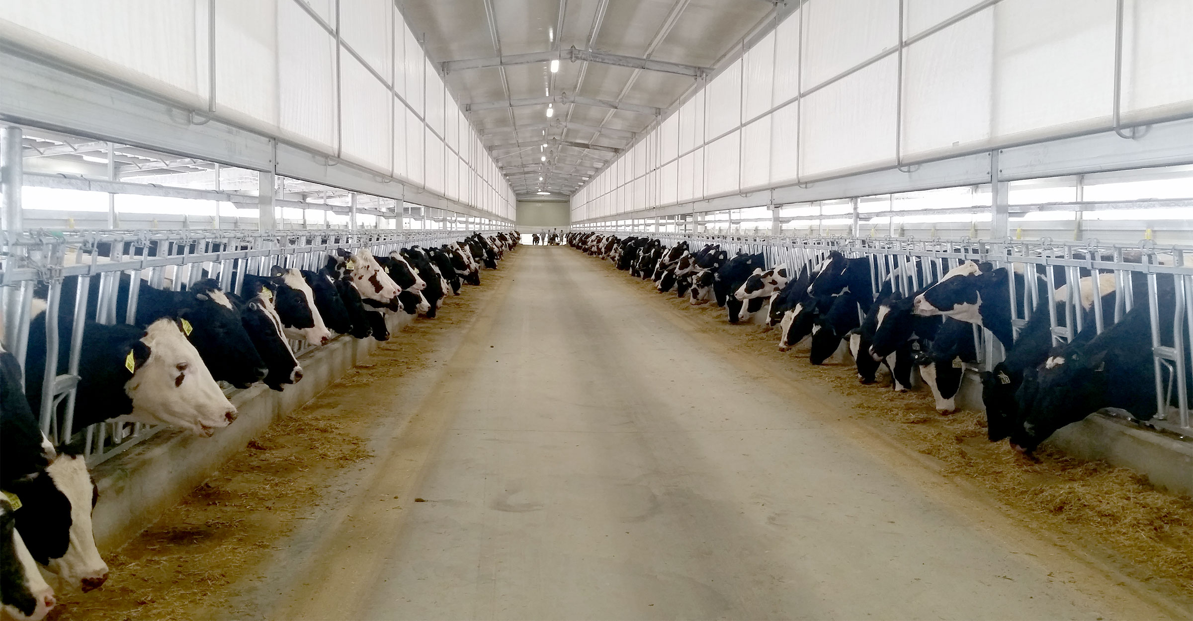 Cows in a cool barn