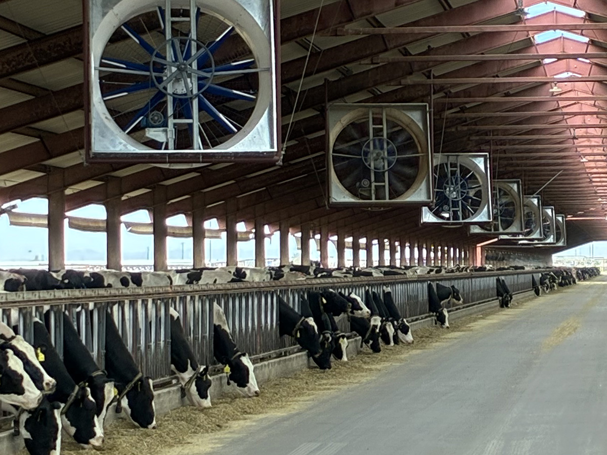 Smart Soaking cows at the feed lane